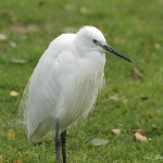 Little Egret - Norfolk - 2012