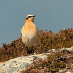 Wheatear - South Stack NR - 2010