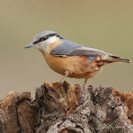 Nuthatch - Brocton - 2012