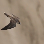 Peregrine Falcon - Bristol - 2019