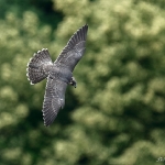 Peregrine Falcon - Bristol 2019
