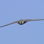 Perigrine Falcon - Bristol - 2021