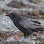 Raven - Cemlyn Bay - 2021