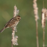 Reed Bunting - Weston-s-Mare - 2022