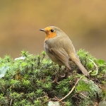 Robin - Forest of Dean - 2011