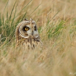 Short Eared Owl - Northant's - 2012