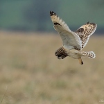 Short Eared Owl - 2012