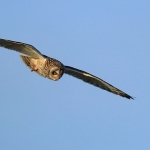 Short Eared Owl - 2020