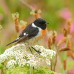 Stonechat - South Stack - 2011