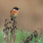 Stonechat - Titchwell NR - 2016