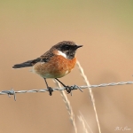 Stonechat - Cley NR - 2016