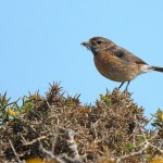 Stonechat - South Stack - 2021