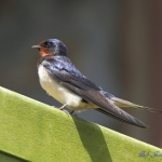 Swallow - Skomer - 2011