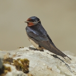 Swallow - Skomer - 2011