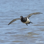 Tufted Duck - Cley NR - 2012